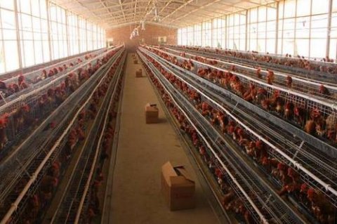 養(yǎng)雞場(chǎng)通風(fēng)降溫設(shè)備該選什么,養(yǎng)雞場(chǎng)夏季通風(fēng)降溫的方法