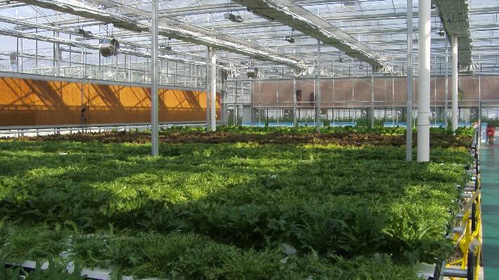 冬季大棚怎樣通風 冬季大棚怎樣通風