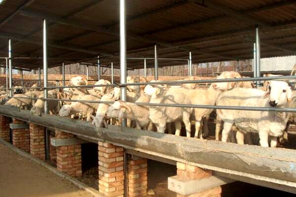 養(yǎng)殖場通風降溫 養(yǎng)殖場通風降溫