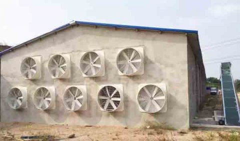 綿陽養(yǎng)殖場(chǎng)夏季豬舍通風(fēng)降溫方法,了解這幾點(diǎn)就夠了