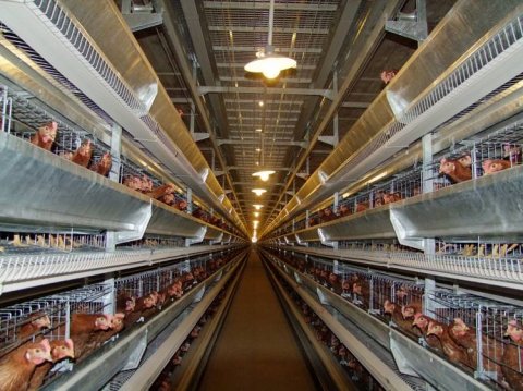 雞舍冬天通風(fēng)的目的,鹽城雞舍通風(fēng)的基本要求