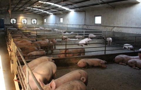 臨沂養(yǎng)豬場(chǎng)通風(fēng)降溫設(shè)備介紹,怎么選擇通風(fēng)降溫設(shè)備